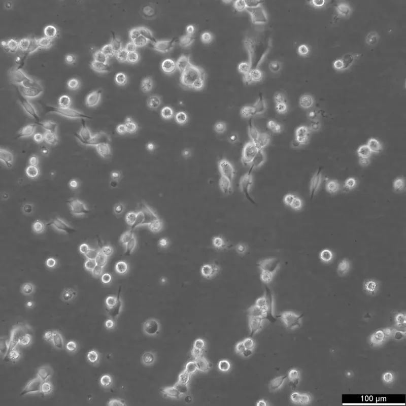 MCT10K-B-VIB-EBC-H - Sun T10000b-vib-ebcdic-hlbl-20cnt